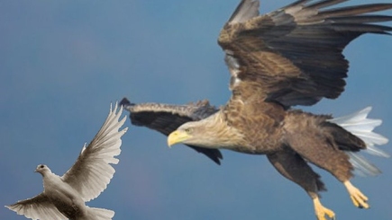 ПКРМ: «ястребы» против «голубей»