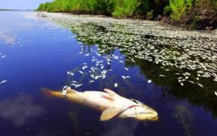 В гидигичском водохранилище произошла массовая гибель рыбы