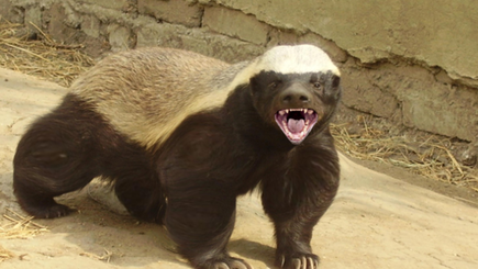 Доктрина медоеда. Как африканский барсук стал моделью для российской внешней политики