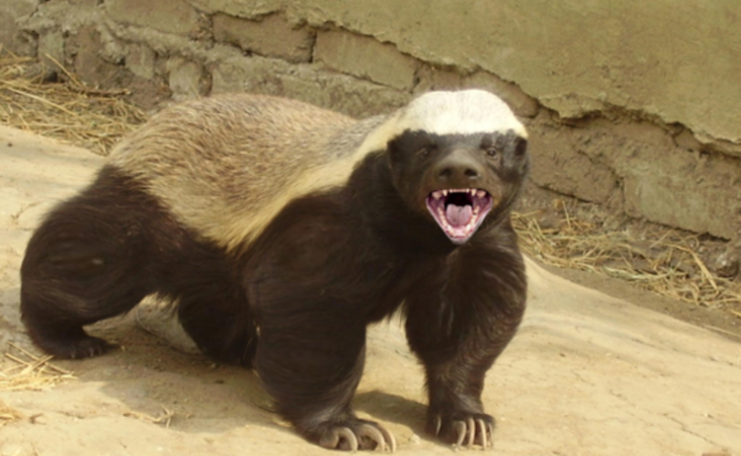 Доктрина медоеда. Как африканский барсук стал моделью для российской внешней политики