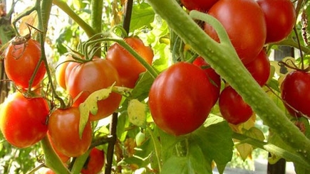 Молдова производит только 30% качественной продукции
