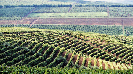 Рекордная поддержка. Свыше 6 миллиардов леев составляет объем инвестиций в агросектор