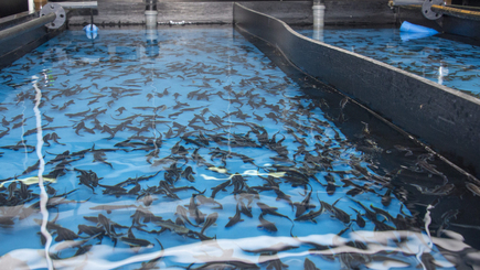 Как поддерживают национальных производителей в Молдове? Пока - в основном на словах.