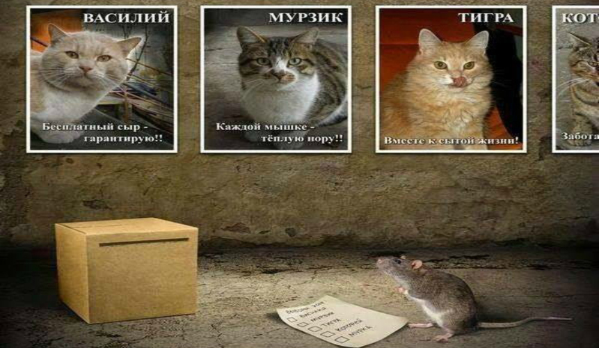 Шизофренические упражнения молодых политиков