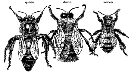 Компартия размножится делением?