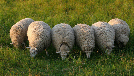 Подышали? Сопли пустили? Ну и будет. А теперь по камерам!