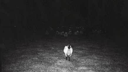 Стадное чувство или выбор за тобой, быть человеком или быть овцой.