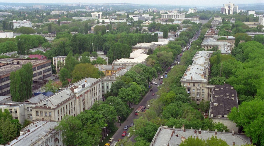 Столица осталась без хвойных деревьев и берёз
