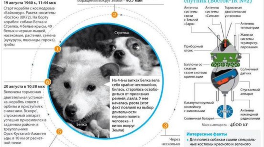 Про Белку и Стрелку