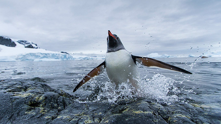 Новый проект Юрия Лянкэ. В чем новизна?