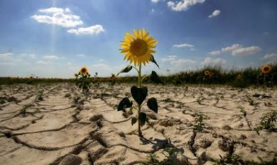 Лозунги и реалии плодоовощного рынка Молдовы