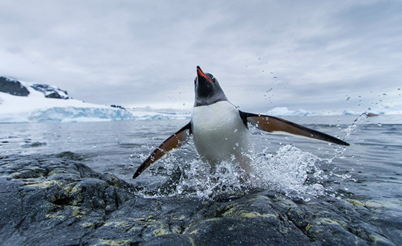 Новый проект Юрия Лянкэ. В чем новизна?