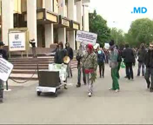 Возле здания молдавского правительства рядом с елями будет расти и конопля?