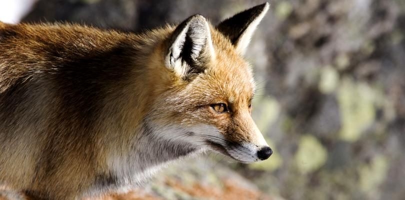 Новые случаи бешенства животных выявили в двух районах страны