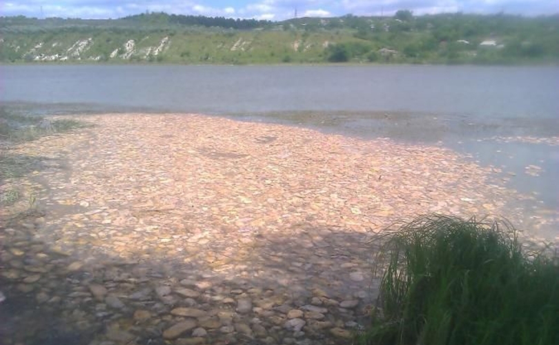 Тонны хлеба плывут по Днестру