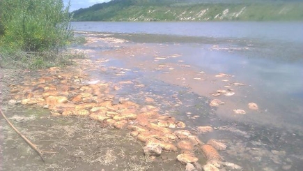 Тонны хлеба прибило к берегу Днестра