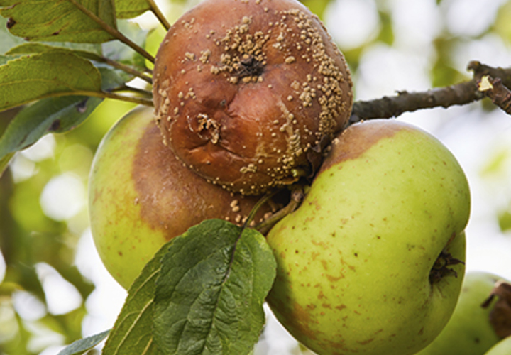 Молдавские политики и принцип «гнилого яблока»