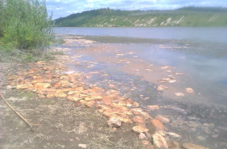 Тонны хлеба прибило к берегу Днестра