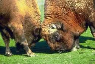 Письмо Константину Тэнасе