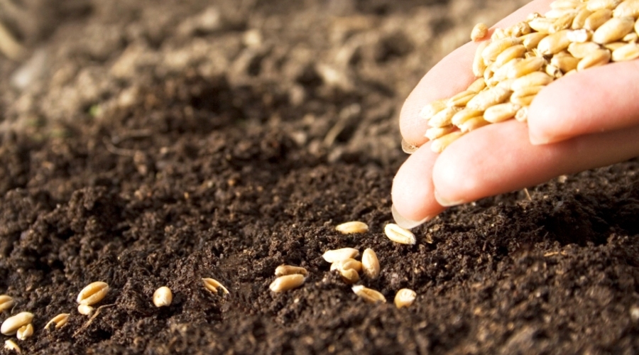 Блуд национальной идеи: Что посеешь, то и пожнешь