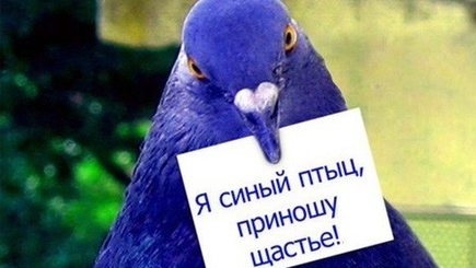 Голубь мира появился в Молдове