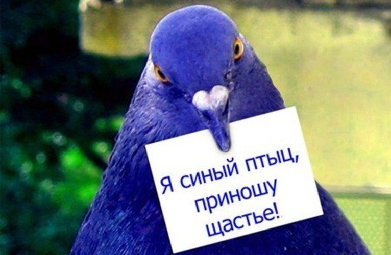 Голубь мира появился в Молдове