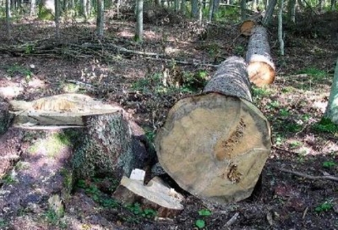 В лесопарке Schinoasă обнаружена неконтролируемая вырубка