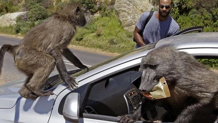 А если о воровстве узнает «великий Путин» и «великая Россия»?